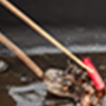 sweeping up debris from raccoon latrine