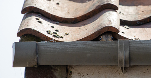 a squirrel under roof tiles behind gutter