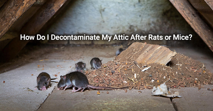 mice on attic floor next to pile of debris