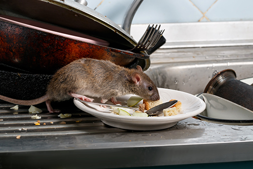 Close-up young rat (Rattus norvegicus) sniffs leftovers on a pla rat on a plate of food