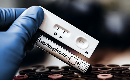 A positive Leptospirosis test