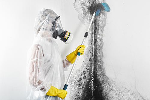 Black mold growing on wall of house