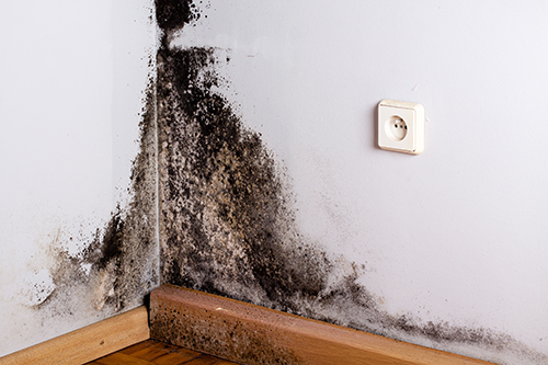 Mold in attic growing on wall