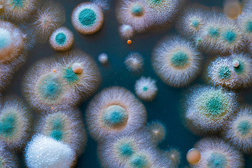 Close up of petri dish