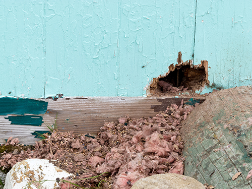 hole in side of house which is the entry point for squirrels in the attic