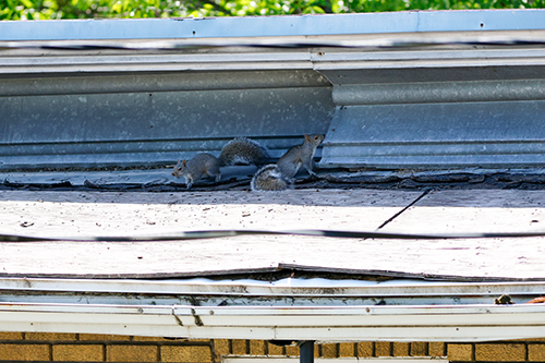 Des bébés écureuils vivent sur le toit d'une maison squirrels in the attic of a house causing damage to house exterior