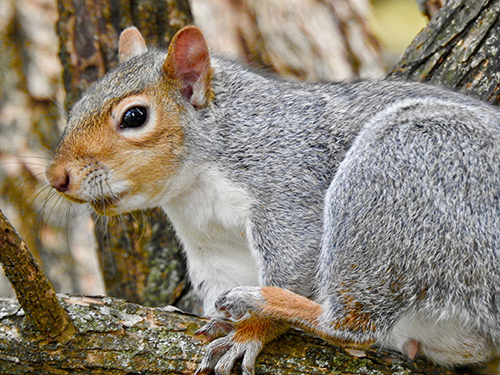 A squirrel perched on the branch of a tree