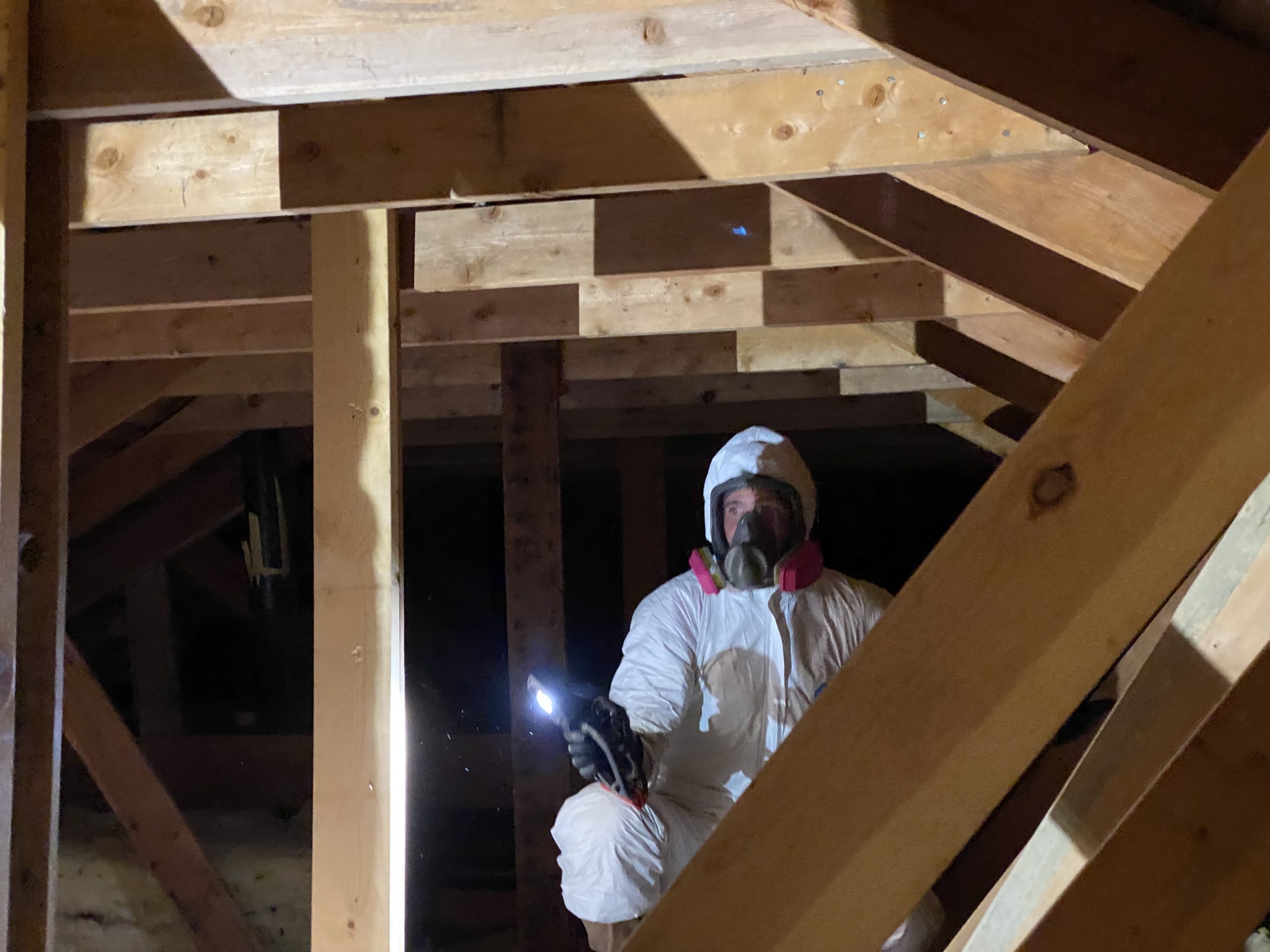 IMG_0846 attic cleanup technician in ppe suit shines torch in attic