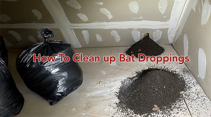attic floor with piles of bat droppings