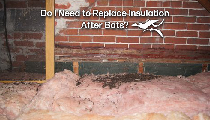 do i need to replace insulation after bats -blog title