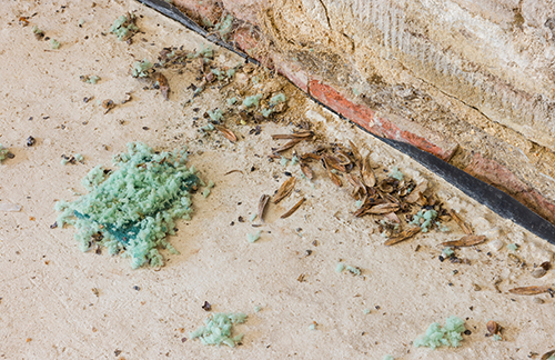 Mouse droppings and debris on floor
