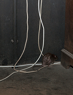 Large mouse in corner of room near wires