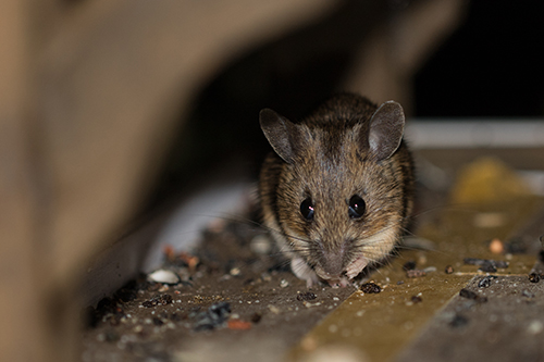 a mouse in an attic space